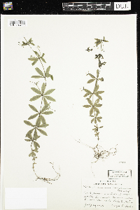 Galium triflorum image
