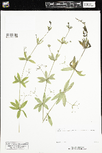 Galium triflorum image