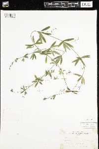 Galium triflorum image