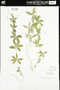 Galium triflorum image