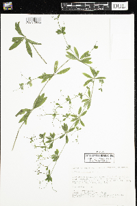 Galium triflorum image