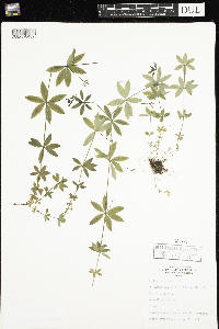 Galium triflorum image