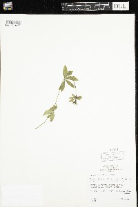 Galium triflorum image