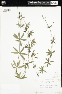 Galium triflorum image