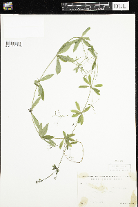Galium triflorum image