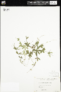 Galium triflorum image