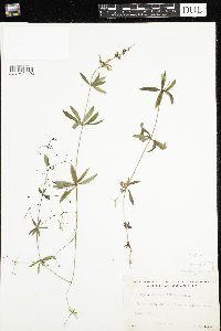 Galium triflorum image