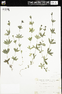 Galium triflorum image