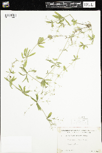 Galium triflorum image