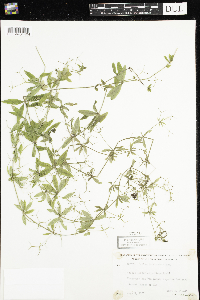 Galium triflorum image