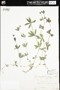Galium triflorum image