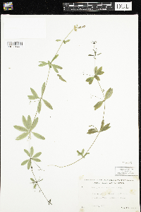 Galium triflorum image