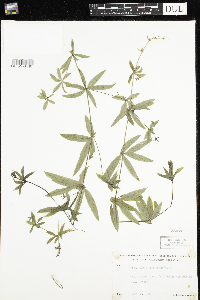 Galium triflorum image