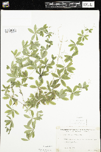 Galium triflorum image