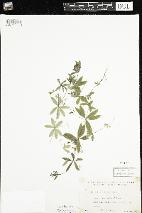 Galium triflorum image