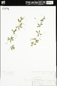 Galium triflorum image