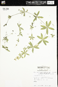 Galium triflorum image