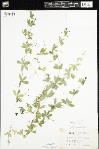 Galium triflorum image