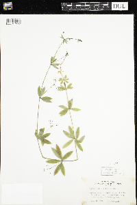 Galium triflorum image