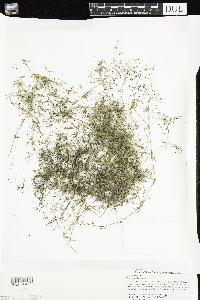 Galium trifidum image