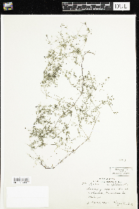 Galium trifidum image
