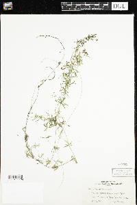 Galium trifidum image