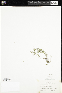 Galium trifidum image