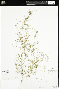 Galium trifidum image