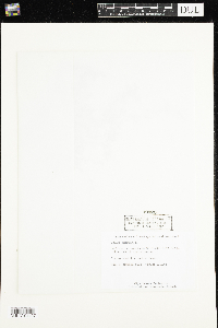 Galium trifidum image