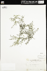Galium trifidum image
