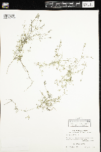 Galium trifidum image