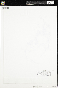 Galium trifidum image