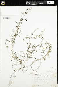 Galium trifidum image