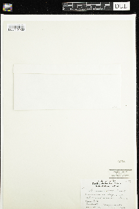 Galium trifidum image