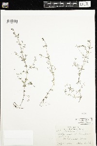 Galium trifidum image