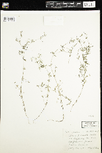 Galium trifidum image