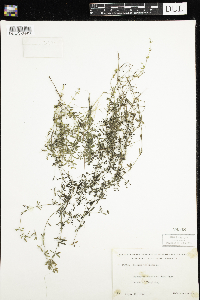 Galium trifidum image