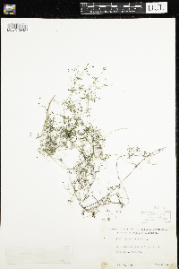 Galium trifidum image