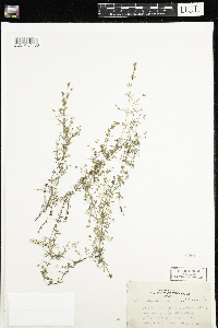 Galium trifidum image