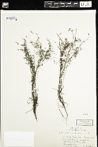 Galium trifidum image