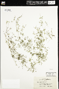 Galium trifidum image
