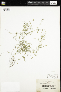 Galium trifidum image