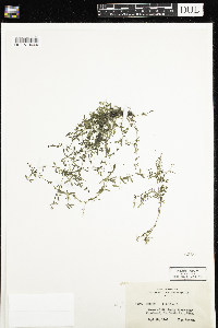 Galium trifidum image