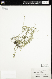 Galium trifidum image