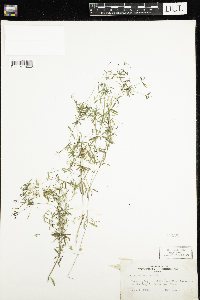 Galium trifidum image