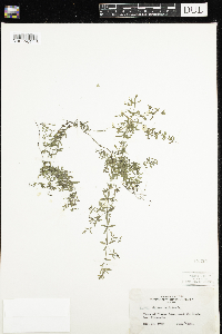 Galium trifidum image