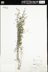 Galium trifidum image