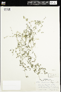 Galium trifidum image