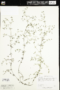 Galium triflorum image