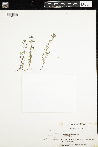 Image of Galium palustre